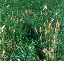 Sweet Vernal Grass