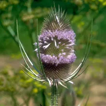 Teasel