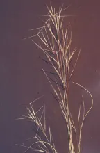 Three Awn Grass