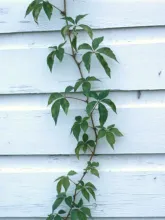 Virginia Creeper Vine