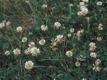 White Clover