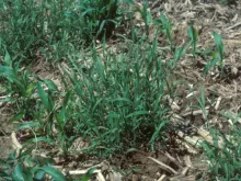Wirestem Muhly in Corn