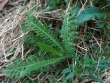 Yarrow
