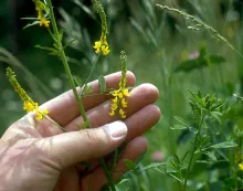 Yellow Sweet Clover