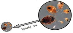 Tamaño real