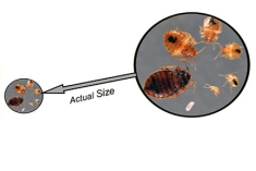 Photo of actual size of bed bugs.