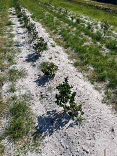 Blueberry field with cover crop in interrows.